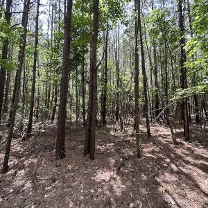Photo #4 of SOLD property in 3767 Colonial Trail East , Surry, VA 5.9 acres