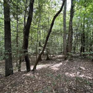 Photo #6 of SOLD property in 3767 Colonial Trail East , Surry, VA 5.9 acres