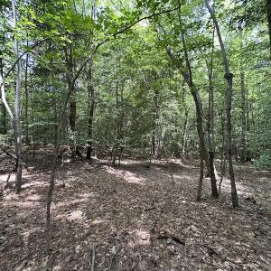 Photo #7 of SOLD property in 3767 Colonial Trail East , Surry, VA 5.9 acres