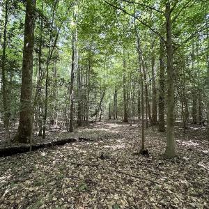 Photo #8 of SOLD property in 3767 Colonial Trail East , Surry, VA 5.9 acres