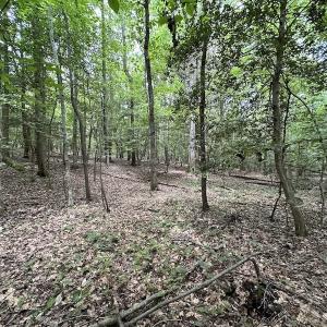 Photo #11 of SOLD property in 3767 Colonial Trail East , Surry, VA 5.9 acres