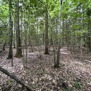 Photo #12 of SOLD property in 3767 Colonial Trail East , Surry, VA 5.9 acres
