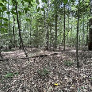 Photo #14 of SOLD property in 3767 Colonial Trail East , Surry, VA 5.9 acres