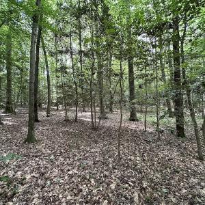Photo #15 of SOLD property in 3767 Colonial Trail East , Surry, VA 5.9 acres