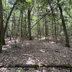 Photo #16 of SOLD property in 3767 Colonial Trail East , Surry, VA 5.9 acres