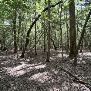 Photo #17 of SOLD property in 3767 Colonial Trail East , Surry, VA 5.9 acres