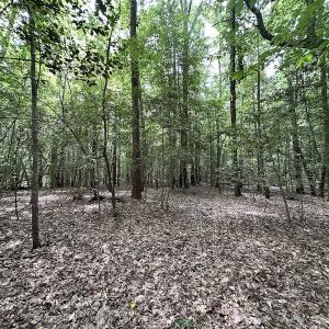 Photo #21 of SOLD property in 3767 Colonial Trail East , Surry, VA 5.9 acres