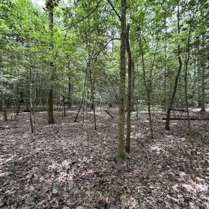 Photo #24 of SOLD property in 3767 Colonial Trail East , Surry, VA 5.9 acres