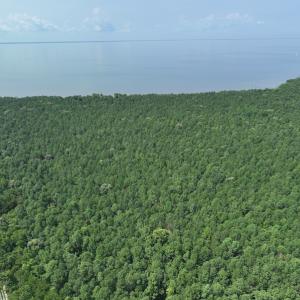 Photo #6 of SOLD property in Off New Hope Road, Hertford, NC 67.9 acres