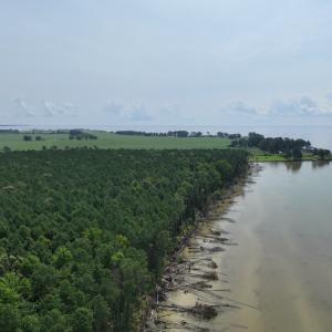 Photo #8 of SOLD property in Off New Hope Road, Hertford, NC 67.9 acres