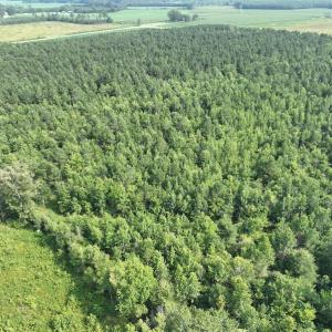 Photo #2 of SOLD property in Off Bryantown Road, Rich Square, NC 14.4 acres