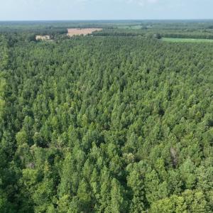 Photo #12 of SOLD property in Off Bryantown Road, Rich Square, NC 14.4 acres