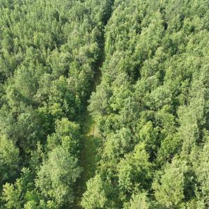Photo #13 of SOLD property in Off Bryantown Road, Rich Square, NC 14.4 acres