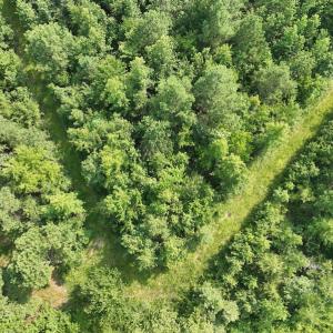 Photo #18 of SOLD property in Off Bryantown Road, Rich Square, NC 14.4 acres