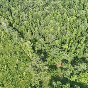 Photo #3 of SOLD property in Off Bryantown Road, Rich Square, NC 14.4 acres