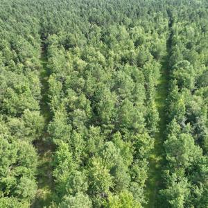 Photo #4 of SOLD property in Off Bryantown Road, Rich Square, NC 14.4 acres