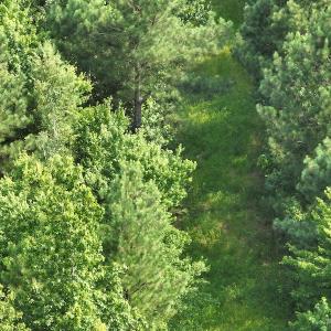 Photo #5 of SOLD property in Off Bryantown Road, Rich Square, NC 14.4 acres