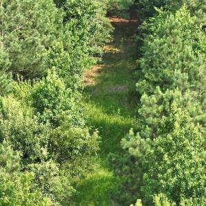 Photo #6 of SOLD property in Off Bryantown Road, Rich Square, NC 14.4 acres