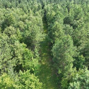 Photo #7 of SOLD property in Off Bryantown Road, Rich Square, NC 14.4 acres