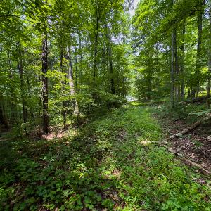 Photo #9 of SOLD property in Off Stoneridge Drive, Stem, NC 23.9 acres