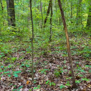 Photo #18 of SOLD property in Off Stoneridge Drive, Stem, NC 23.9 acres