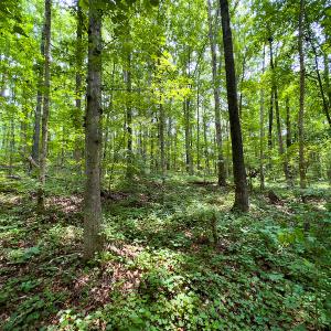 Photo #21 of SOLD property in Off Stoneridge Drive, Stem, NC 23.9 acres