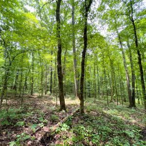 Photo #37 of SOLD property in Off Stoneridge Drive, Stem, NC 23.9 acres