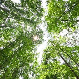 Photo #40 of SOLD property in Off Stoneridge Drive, Stem, NC 23.9 acres