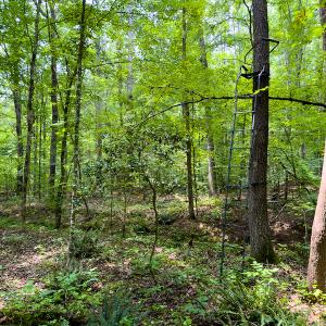 Photo #49 of SOLD property in Off Stoneridge Drive, Stem, NC 23.9 acres