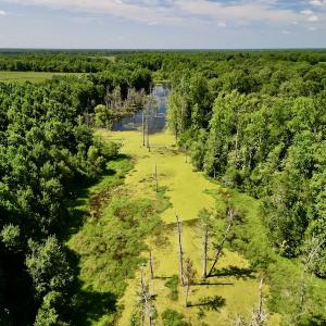 Photo #11 of SOLD property in Off Howell Swamp Church rd, Walstonburg, NC 26.1 acres