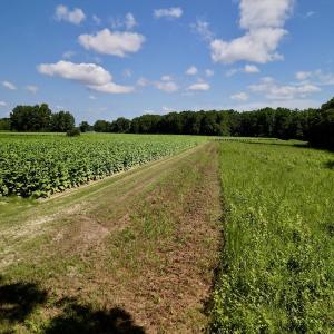 Photo #13 of SOLD property in Off Howell Swamp Church rd, Walstonburg, NC 26.1 acres