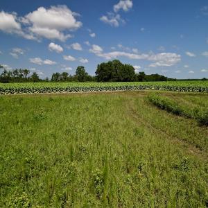 Photo #14 of SOLD property in Off Howell Swamp Church rd, Walstonburg, NC 26.1 acres