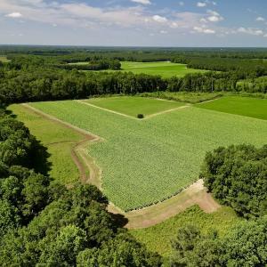 Photo #15 of SOLD property in Off Howell Swamp Church rd, Walstonburg, NC 26.1 acres