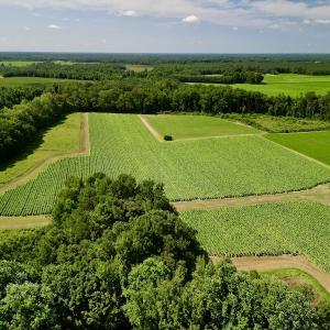 Photo #16 of SOLD property in Off Howell Swamp Church rd, Walstonburg, NC 26.1 acres