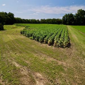 Photo #18 of SOLD property in Off Howell Swamp Church rd, Walstonburg, NC 26.1 acres