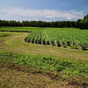 Photo #19 of SOLD property in Off Howell Swamp Church rd, Walstonburg, NC 26.1 acres