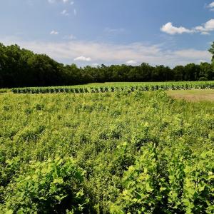 Photo #21 of SOLD property in Off Howell Swamp Church rd, Walstonburg, NC 26.1 acres