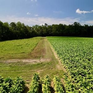 Photo #23 of SOLD property in Off Howell Swamp Church rd, Walstonburg, NC 26.1 acres