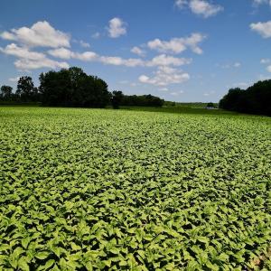 Photo #24 of SOLD property in Off Howell Swamp Church rd, Walstonburg, NC 26.1 acres