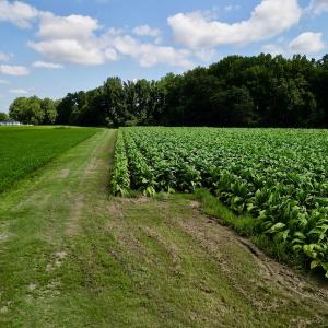 Photo #25 of SOLD property in Off Howell Swamp Church rd, Walstonburg, NC 26.1 acres