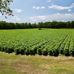 Photo #26 of SOLD property in Off Howell Swamp Church rd, Walstonburg, NC 26.1 acres