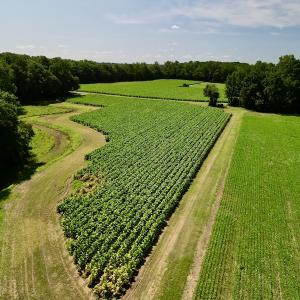 Photo #4 of SOLD property in Off Howell Swamp Church rd, Walstonburg, NC 26.1 acres