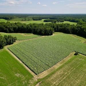 Photo #6 of SOLD property in Off Howell Swamp Church rd, Walstonburg, NC 26.1 acres