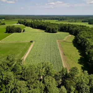 Photo #7 of SOLD property in Off Howell Swamp Church rd, Walstonburg, NC 26.1 acres