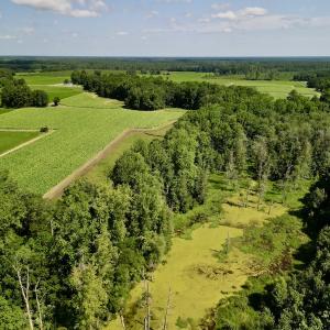 Photo #8 of SOLD property in Off Howell Swamp Church rd, Walstonburg, NC 26.1 acres