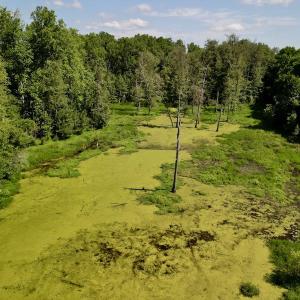 Photo #10 of SOLD property in Off Howell Swamp Church rd, Walstonburg, NC 26.1 acres