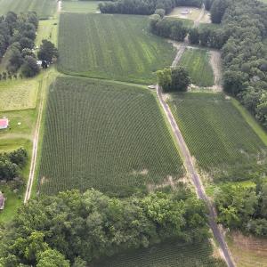 Photo #11 of SOLD property in Off Elkton Road, Clarkton, NC 45.6 acres