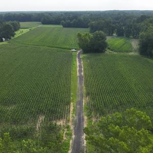 Photo #17 of SOLD property in Off Elkton Road, Clarkton, NC 45.6 acres