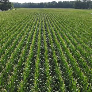 Photo #19 of SOLD property in Off Elkton Road, Clarkton, NC 45.6 acres