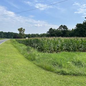 Photo #22 of SOLD property in Off Elkton Road, Clarkton, NC 45.6 acres